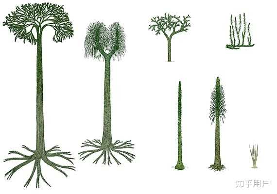 植物是怎么分类的? - 知乎