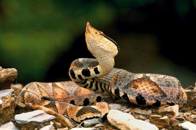 柳宗元的捕蛇者说里提到的蛇是哪种蛇?
