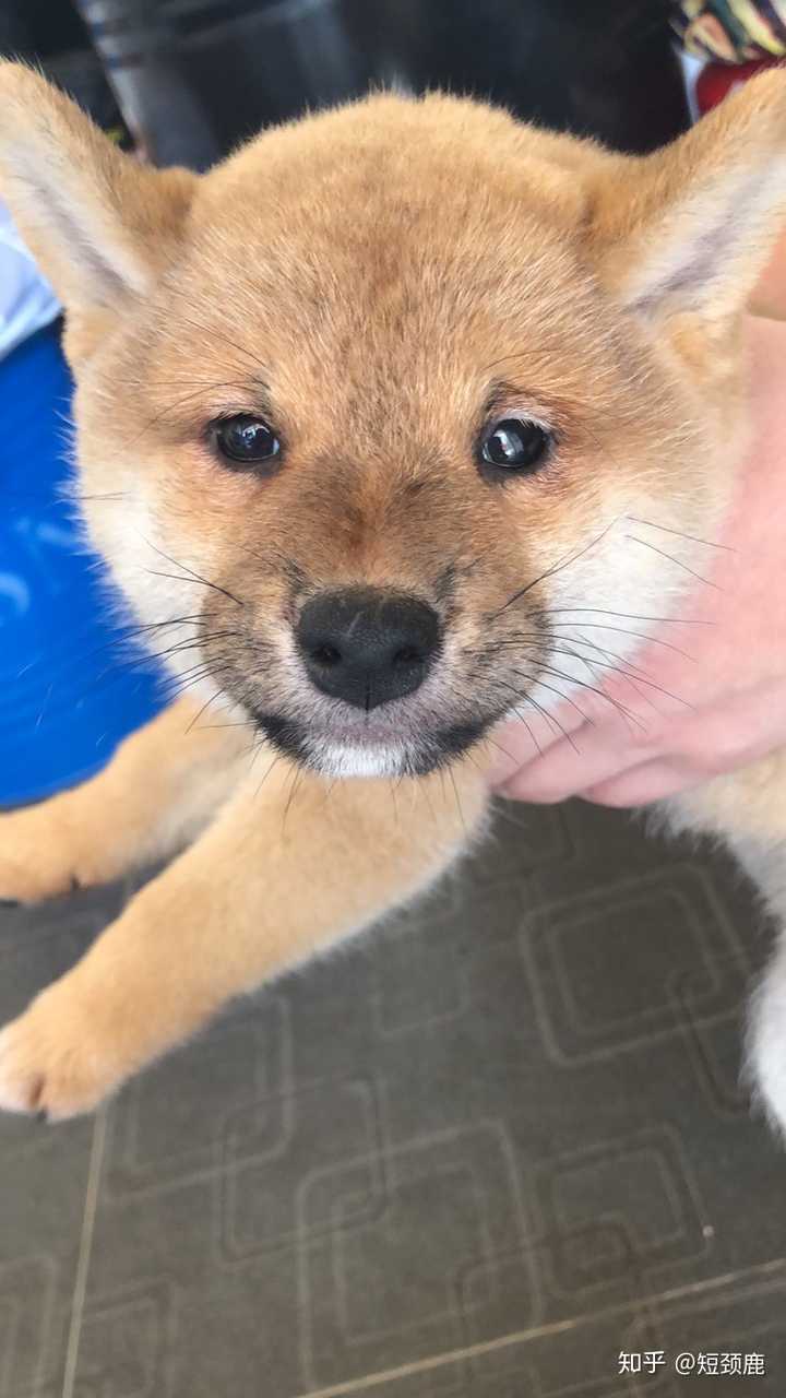 如何分辨柴犬的品相 知乎 如何分辨柴犬的品相 知乎