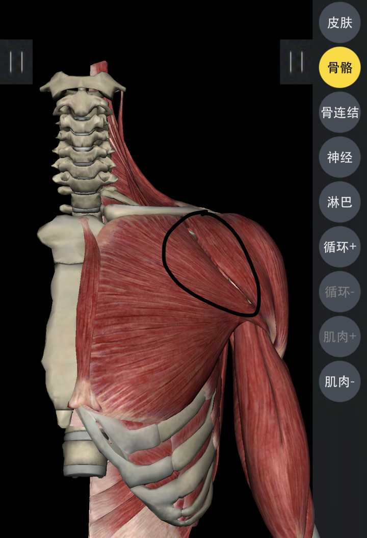 肩膀锁骨胸之间的三角肌发达怎么减?