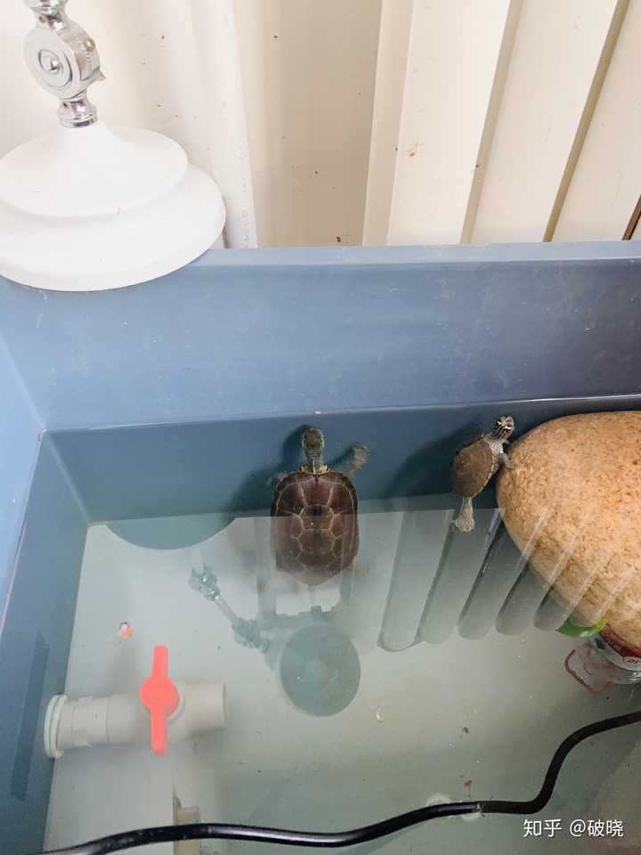 浅水过背的缺点比我们想象的多 造成乌龟生病的原因,主要有以下三点