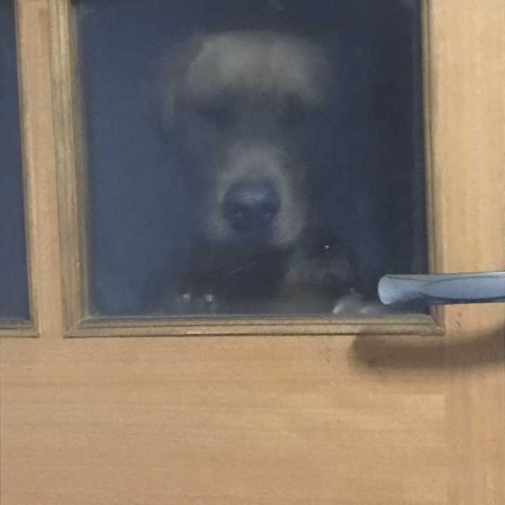 把拉布拉多从小养到大是怎样一种体验 知乎