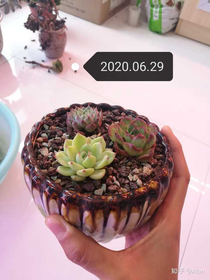 如何选择多肉补光灯 知乎