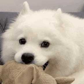 可以提供一些探头的可爱表情包嘛(`)?