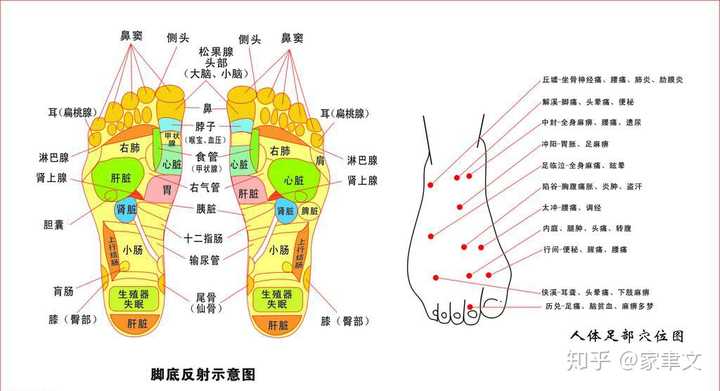 脚底是比较敏感的部位,这个地方穴位比较多,联通着各个脏腑器官