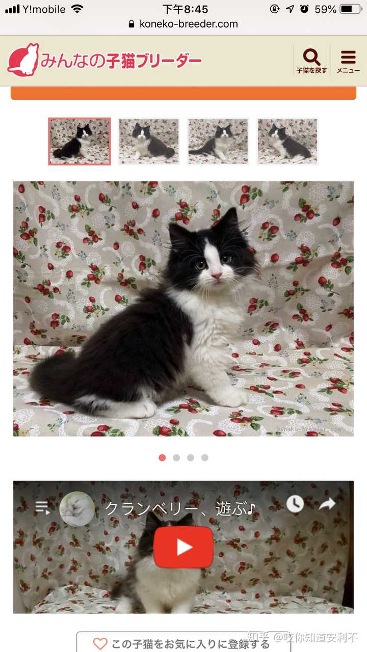 有养挪威森林猫的么 好养么 是哪一点吸引你养挪威森林猫的 知乎 有养挪威森林猫的么 好养么 是哪一点吸引你养挪威森林猫的 知乎