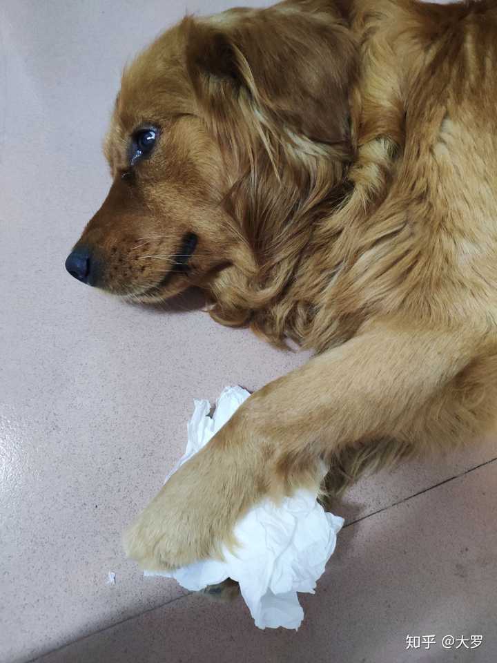 遛狗子,有人走过来温柔的打招呼说小金毛你好,就觉得这个人也太可爱了