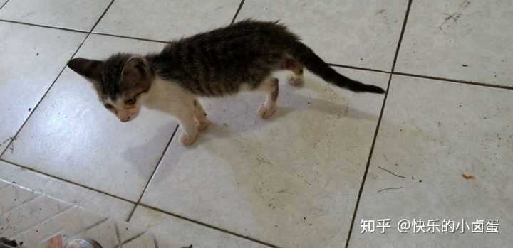 坐标上海 如何领养一只小猫或者有哪些买猫的途经 知乎