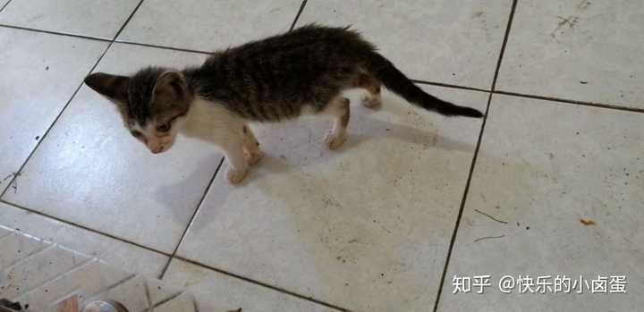坐标上海 如何领养一只小猫或者有哪些买猫的途经 知乎 坐标上海 如何领养一只小猫或者有哪些买猫的途经 知乎