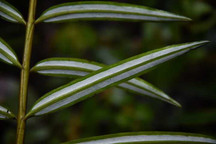 如果這個世界上沒有茶樹,我們會喝什麼樹葉?