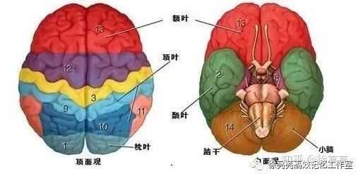 如何辨別大腦腦區結構?