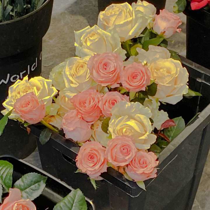 玫瑰花壁纸高清图片 黑色背景玫瑰花图片 玫瑰花图片唯美一朵 玫瑰花壁纸高清图片 黑色背景玫瑰花图片 玫瑰花图片唯美一朵