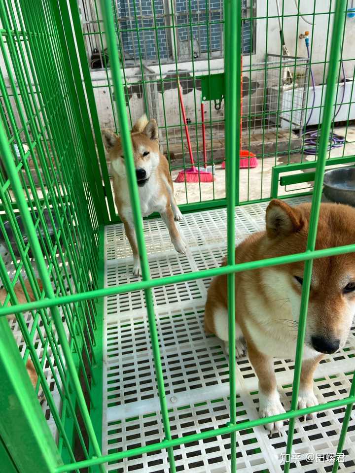第一次养狗柴犬好还是柯基好 知乎 第一次养狗柴犬好还是柯基好 知乎