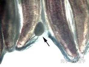 海鱼为什么可以生吃 淡水鱼为什么不能生吃 知乎 海鱼为什么可以生吃 淡水鱼为什么不能生吃 知乎