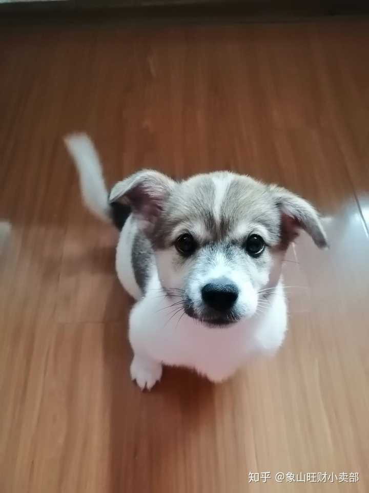 求教家里狗砸已经一岁半了,现在立耳还来得及吗?