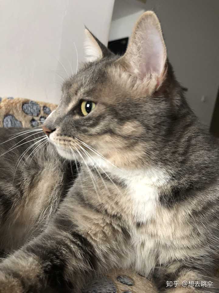 这是串串狸花猫吗?