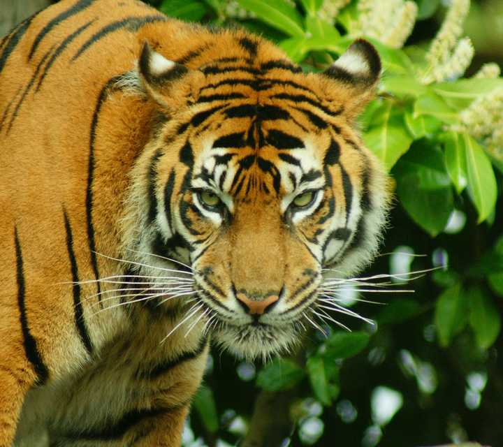 拔猫胡子会怎么样?