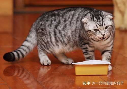 猫咪吐黄水不吃食怎么办_猫吐了黄黄粘稠液体_猫咪吐黄水两天去世了