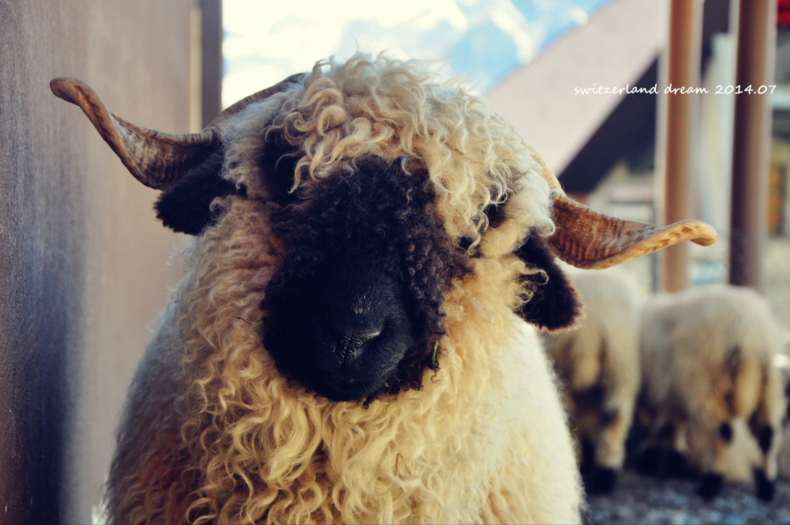 羊脏了怎么办?羊淋雨的时候会变瘦吗?羊淋雨的时候是不是要光膀子?
