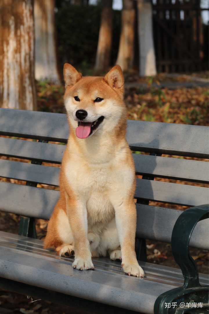 能不能帮我看下这个是柴犬吗?