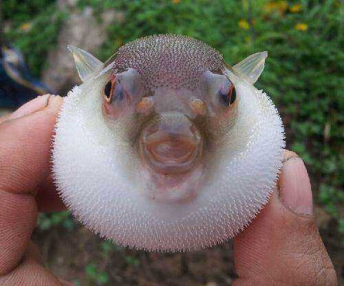 河豚中的毒素来源于河豚食物中的小球藻,主要累积在内脏,生殖器和皮肤