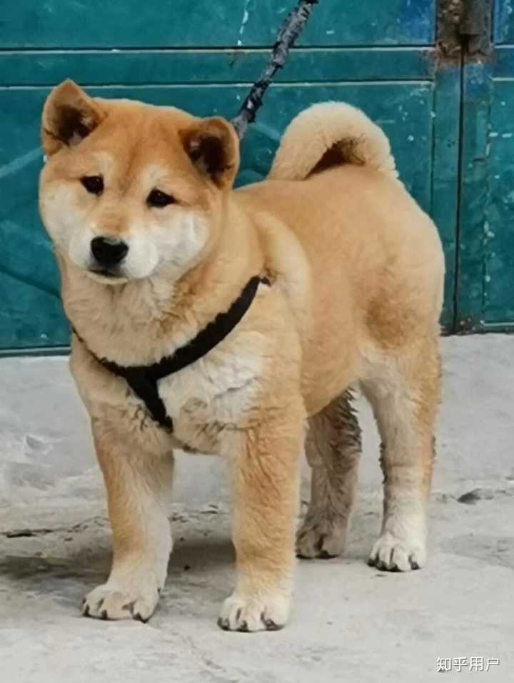 這是中華田園犬嗎