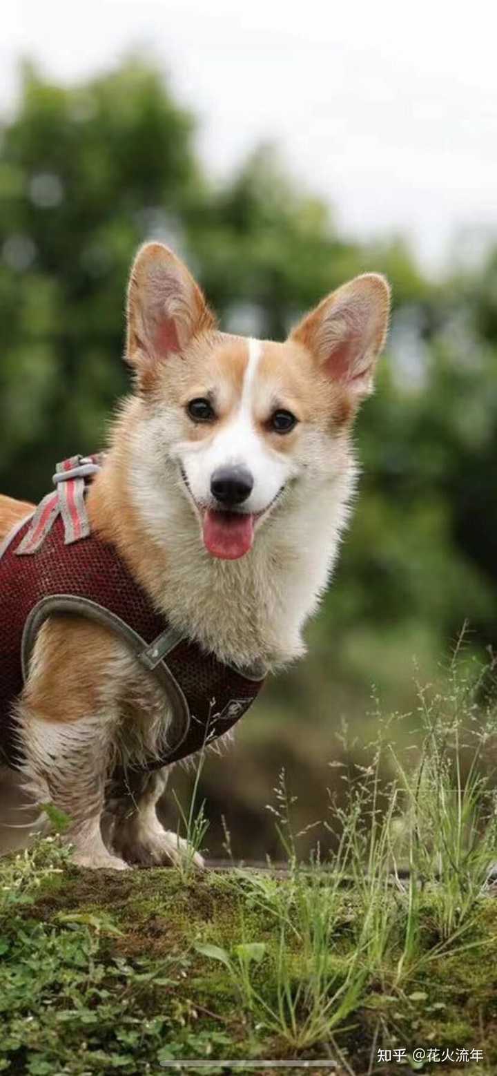 柯基与柴犬 哪个不爱干净 知乎