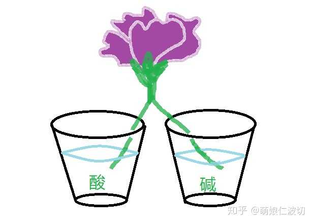 花朵在酸碱溶液中变色实验