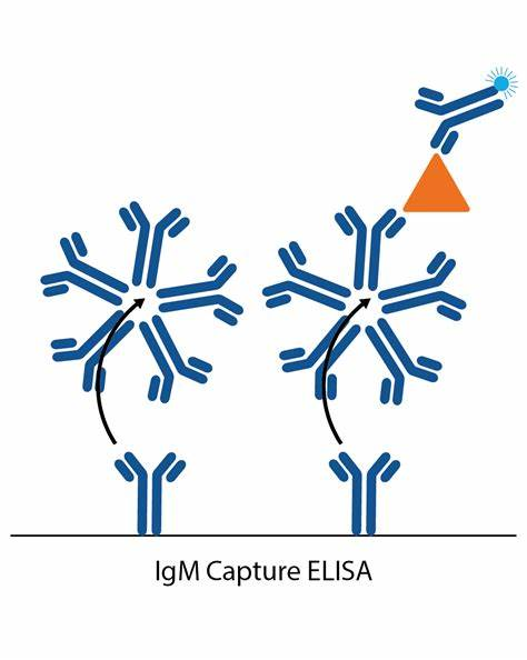 igm捕捉法elisa原理示意