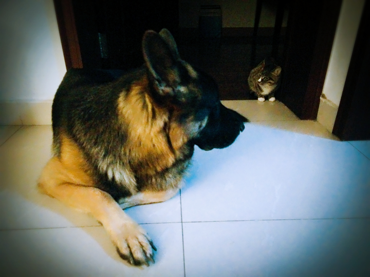 德牧和金毛养哪个好 知乎