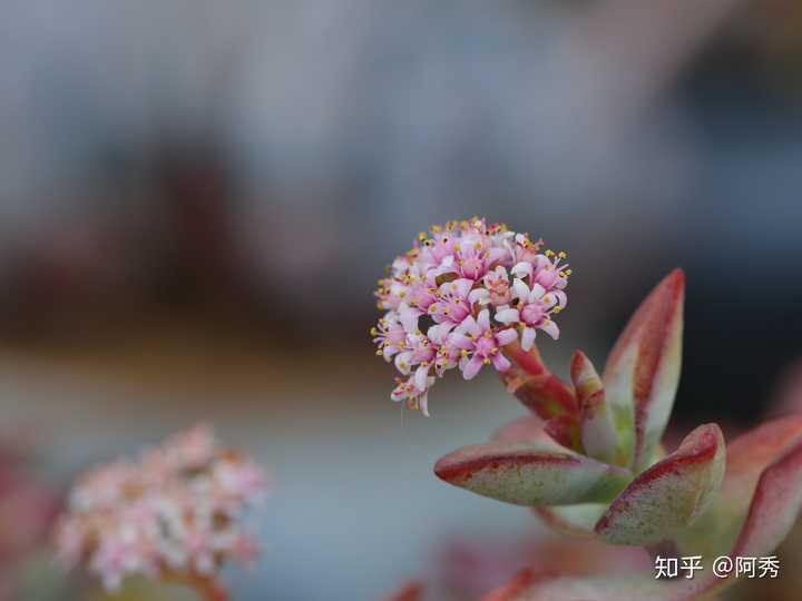 自由女神的花球