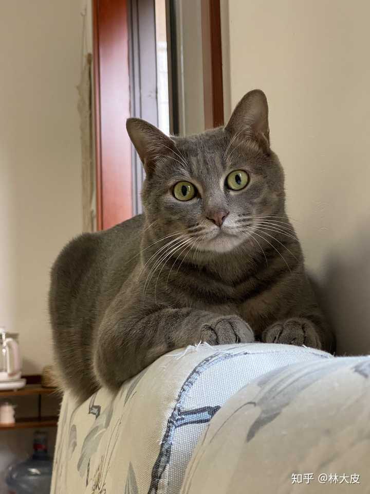 灰色狸花猫罕见吗 知乎