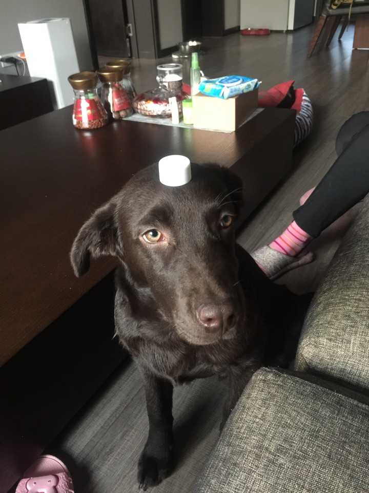 一个人住如何养狗 知乎