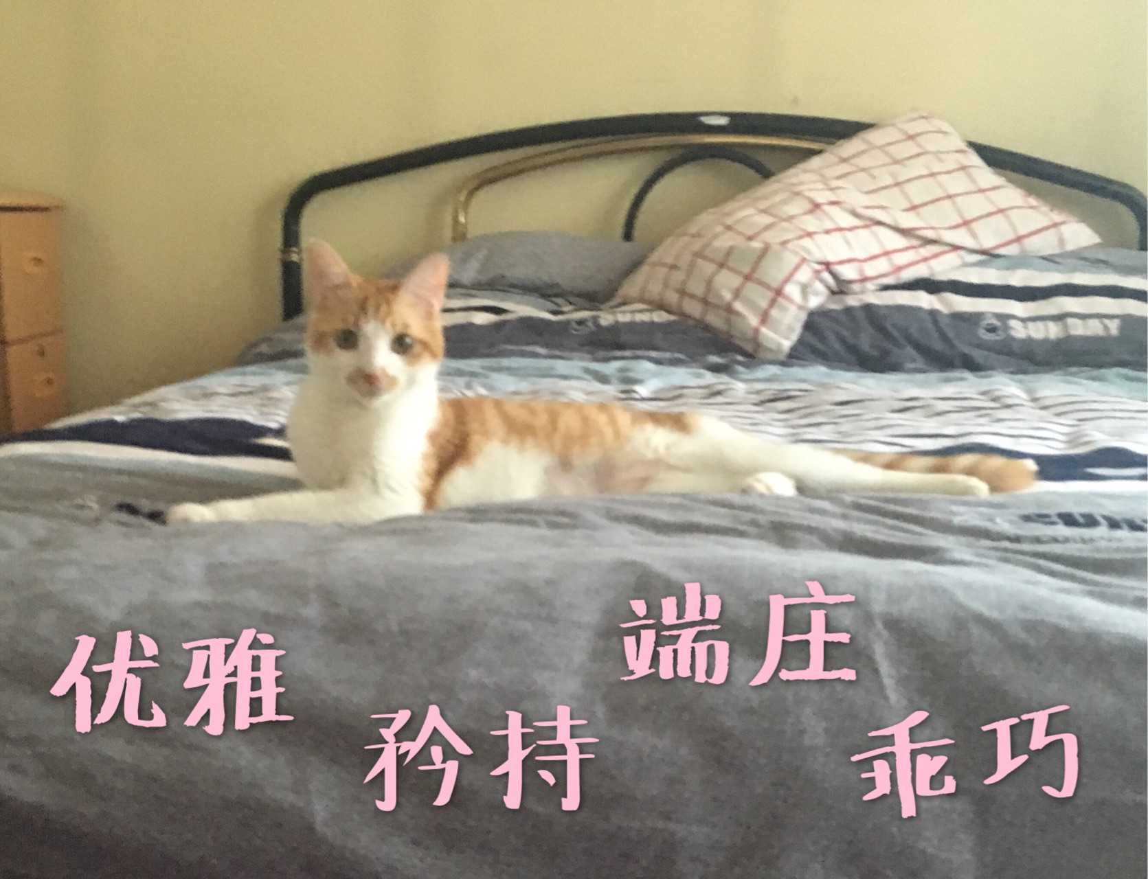 发一组我们家优雅 矜持 端庄 乖巧的大萌猫