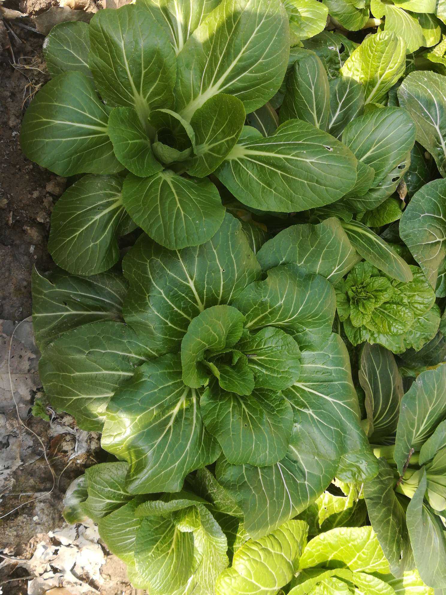 这奶奶种的青菜!