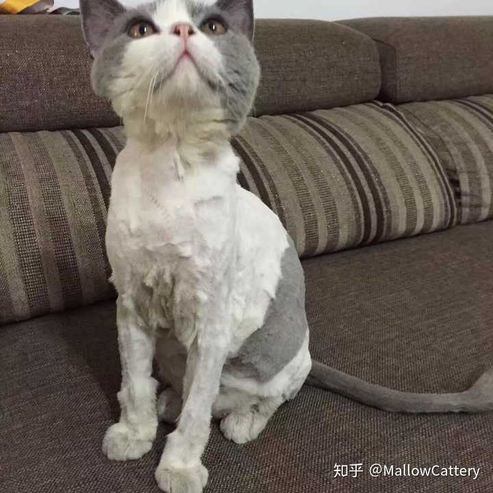 养一只英短蓝白是怎样一种体验