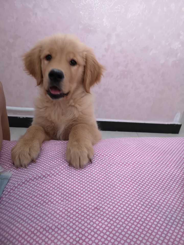 你们是怎样忍受两个月的金毛的?