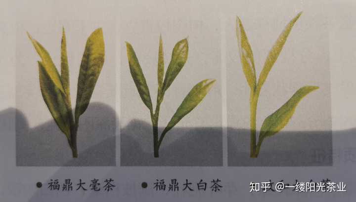 白茶里的大白 小白 水仙白具体是指什么 知乎 白茶里的大白 小白 水仙白具体是指什么 知乎