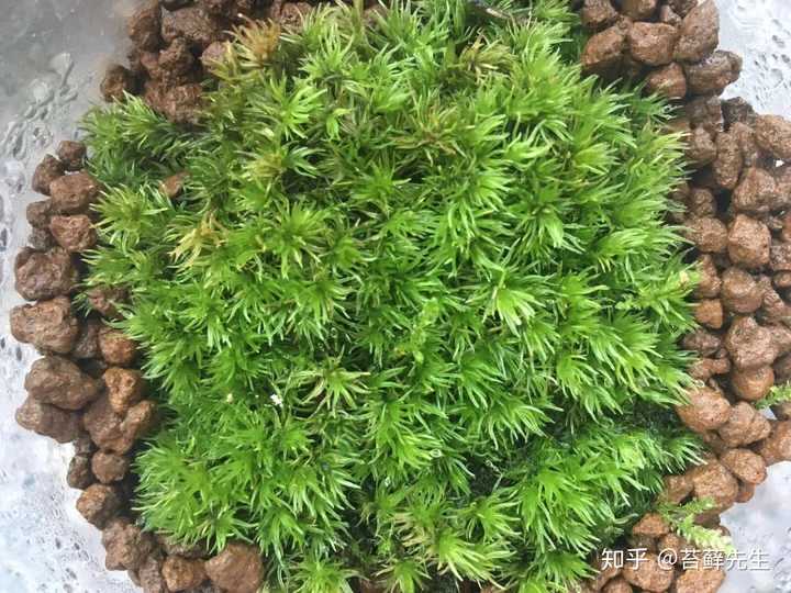怎样养好苔藓? - 知乎