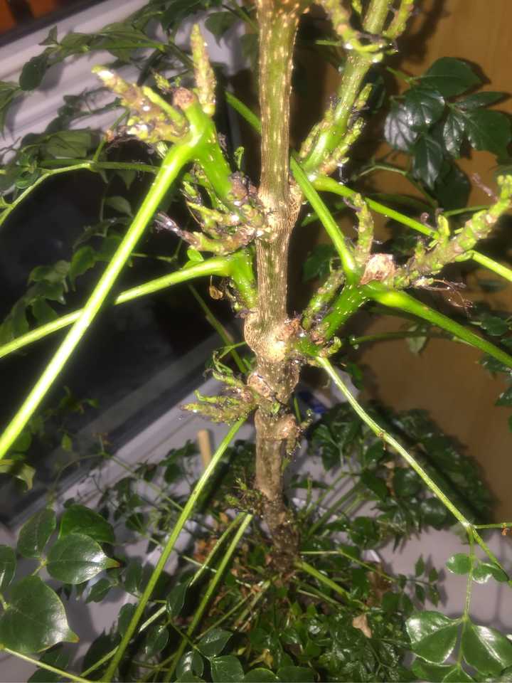 幸福树生病了,新芽全部死了,在这样子下去幸福树就死了,求大神鉴定!