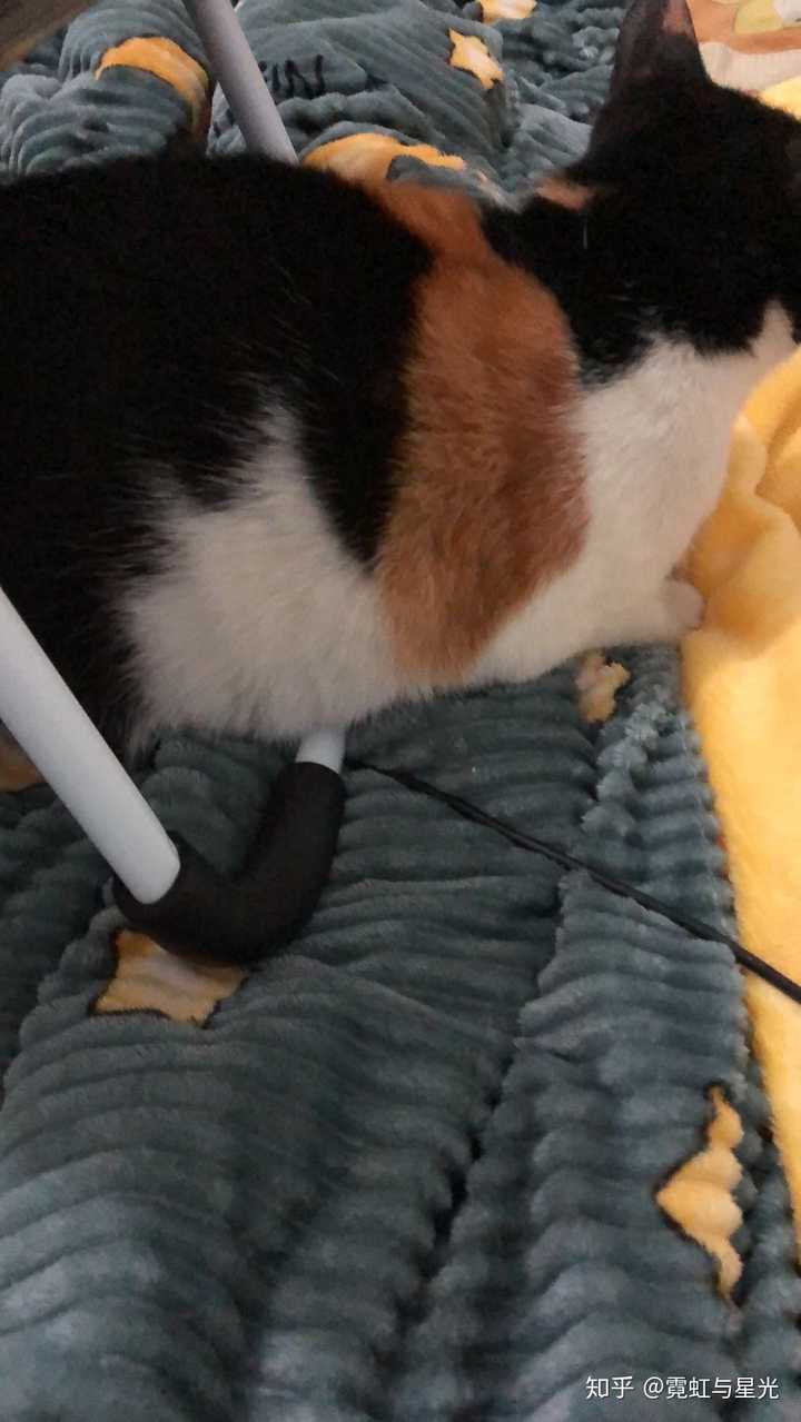 野猫经常跑进家里打我的猫怎么办 知乎 野猫经常跑进家里打我的猫怎么办 知乎