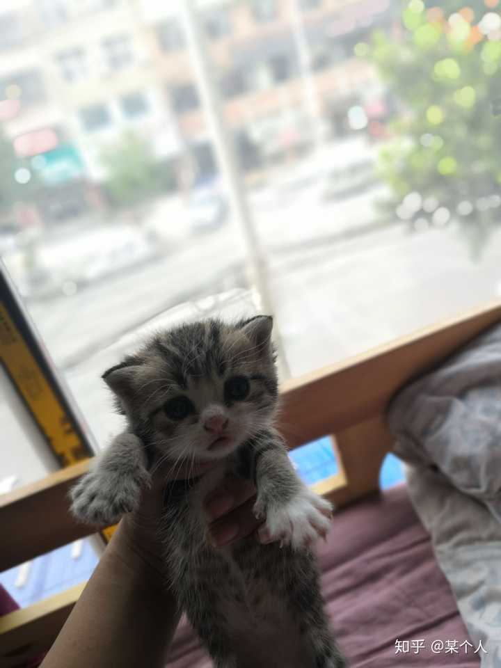 美短和狸花的串串长什么样子颜值能崩到什么程度