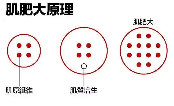 肌肉越撕裂,越生长吗?