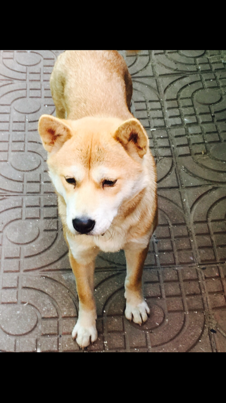 中華田園犬,柴犬和秋田犬的區別是什麼?