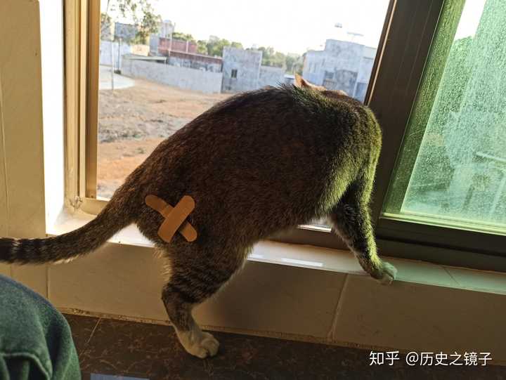 被猫抓破皮出血要打针么 知乎