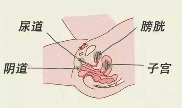尿道的位置 真人图片