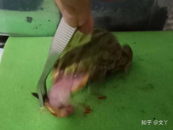 角蛙有毒吗 角蛙寿命 黄金箭毒蛙的天敌