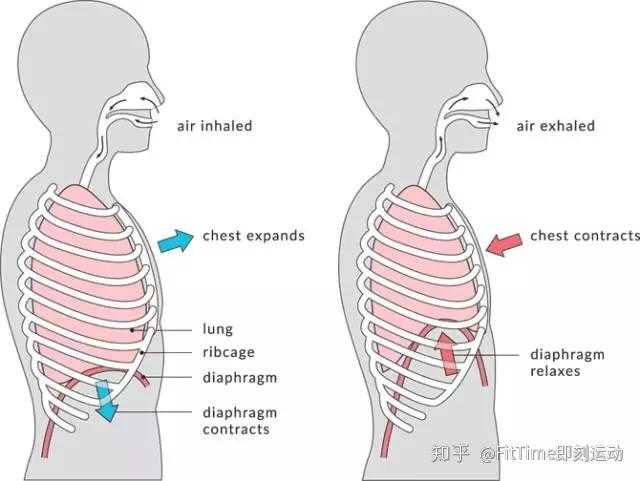 练腹肌一段时间后发现肋骨变得突出,是怎么回事╭(°A°`)╮? - 知乎