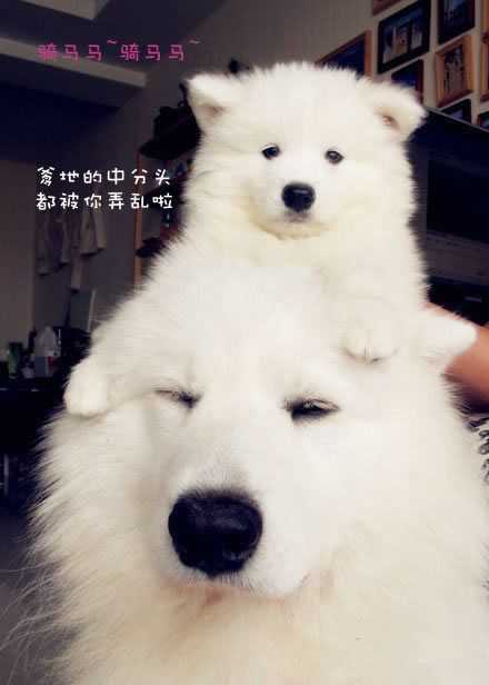 犬类如边牧 金毛 哈士奇 萨摩耶 比熊 大白熊 柯基犬 哪种相对好养 Alicey 的回答 知乎 犬类如边牧 金毛 哈士奇 萨摩耶 比熊 大白熊 柯基犬 哪种相对好养 Alicey 的回答 知乎