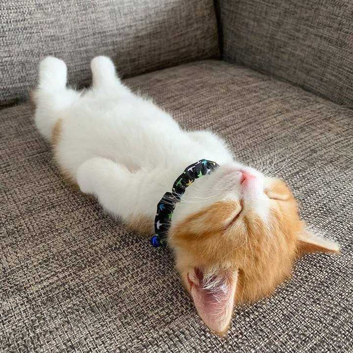 你家猫的睡姿有多萌?